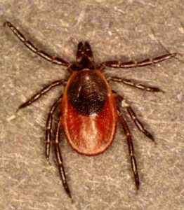 “Tick Talk: Navigating PA’s tiny terrors”