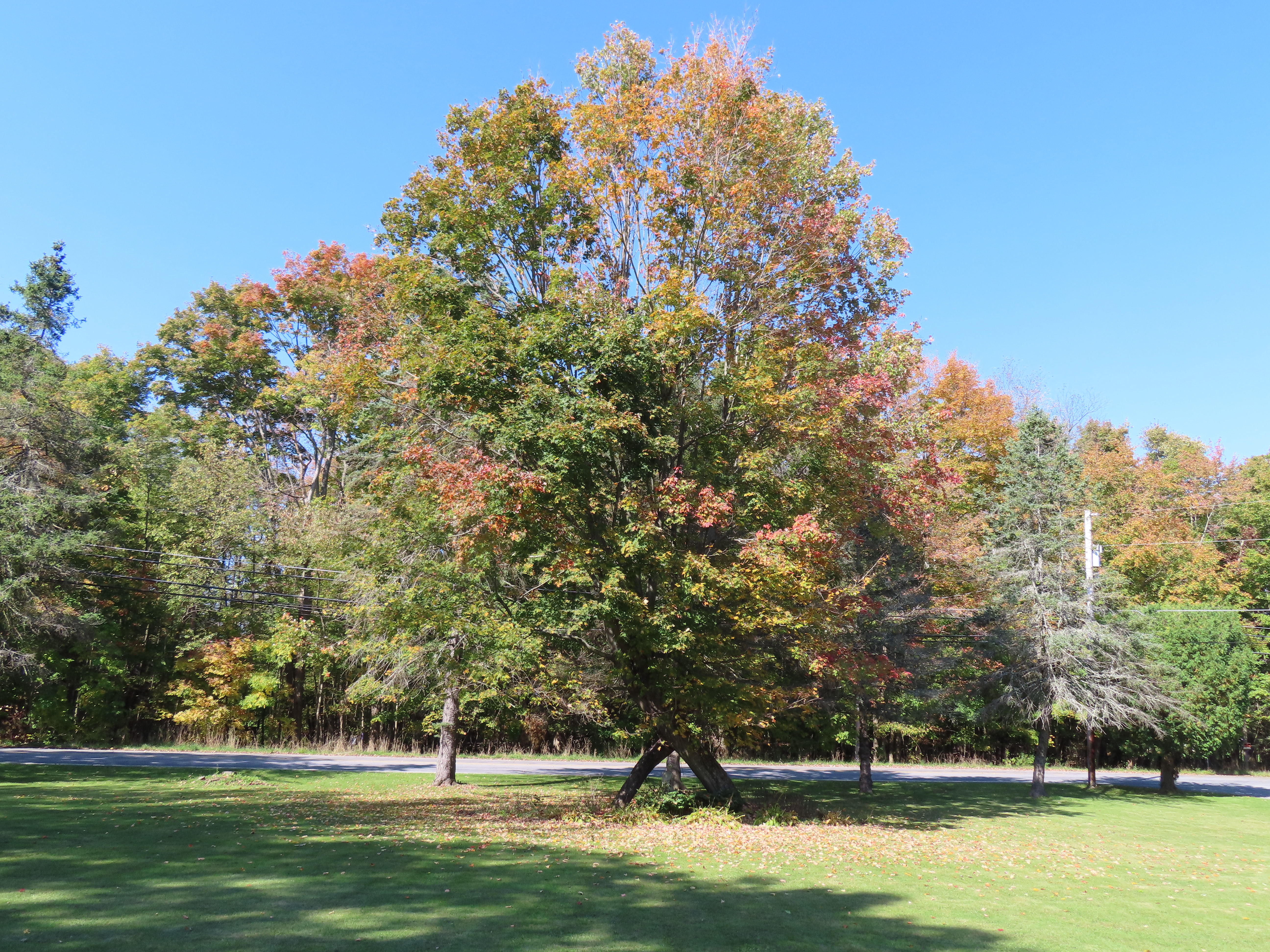 16th Annual Harvest Fest